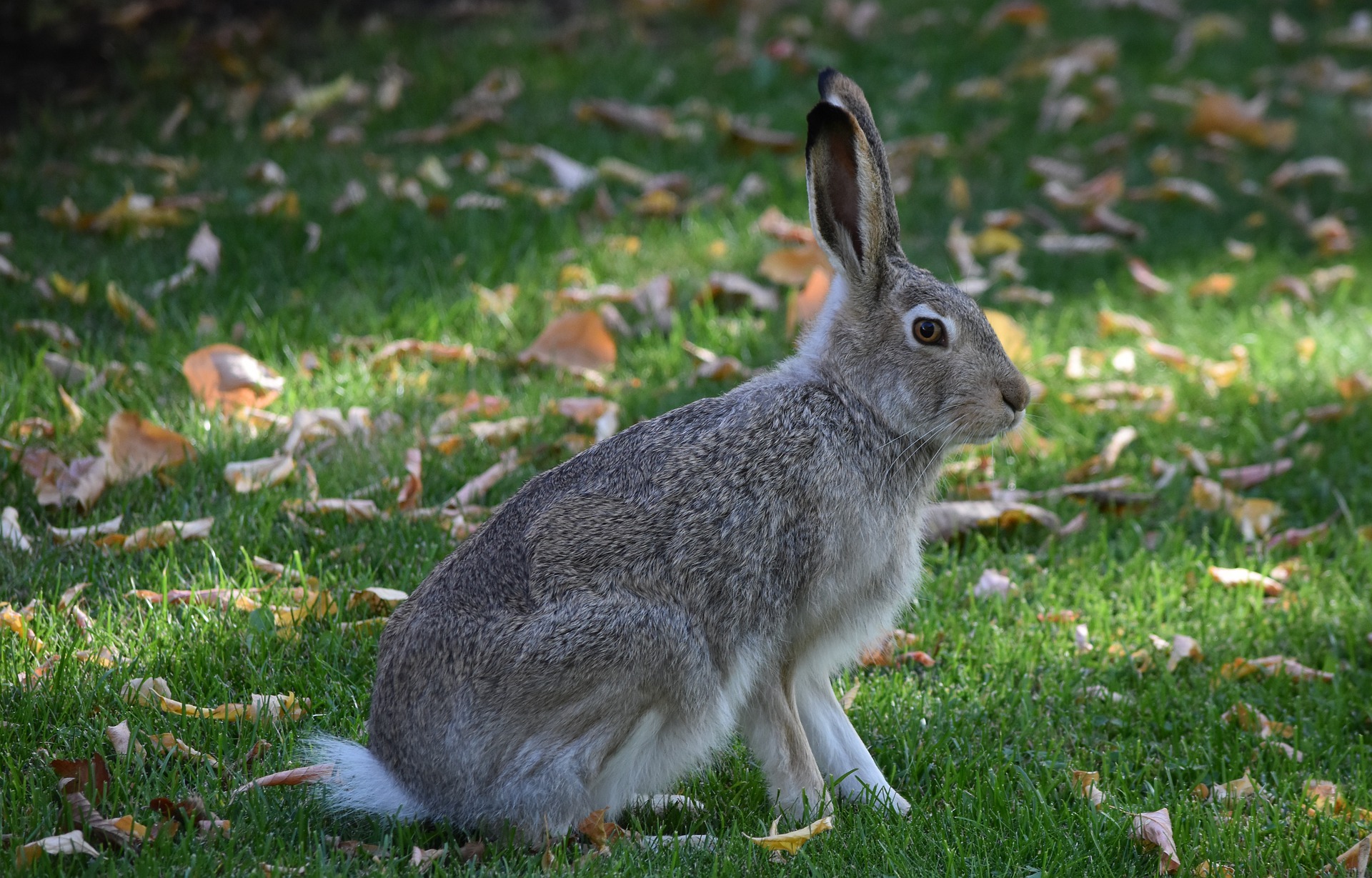 Pierre Lapin 2 : nouvelle bande-annonce pour le film tant attendu