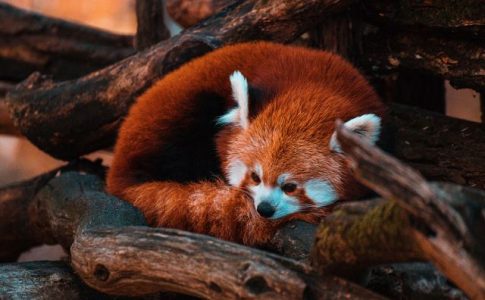 un panda roux sur une branche