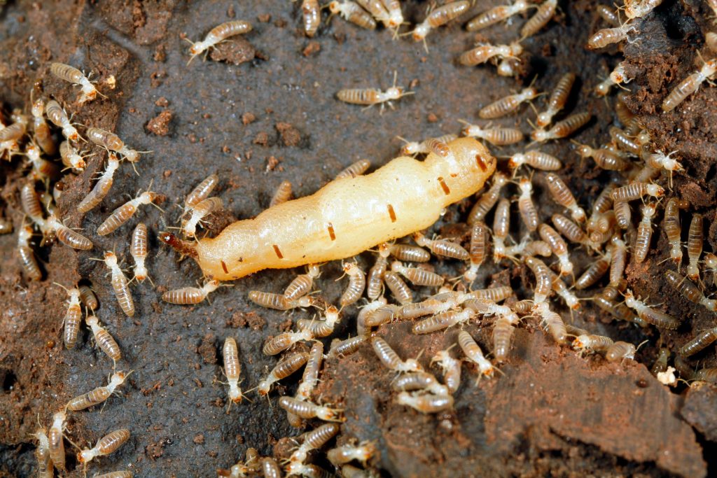 Une reine termite entourée et chouchoutée par un essaim d’ouvriers