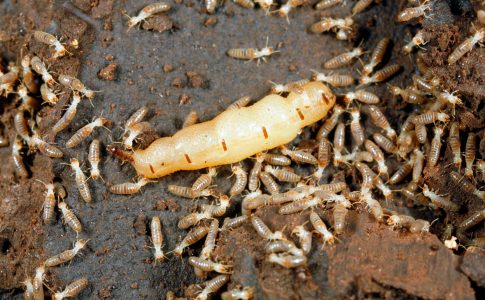 Une reine termite entourée et chouchoutée par un essaim d’ouvriers