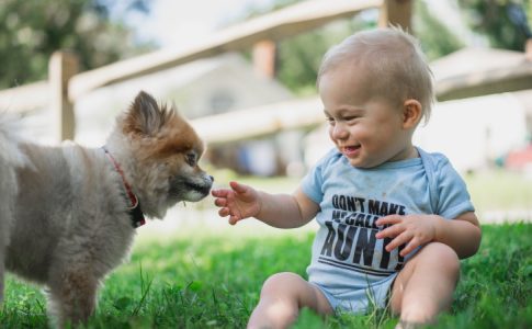 Un petit chien susceptible de cultiver l’altruisme de l’enfant de bas âge