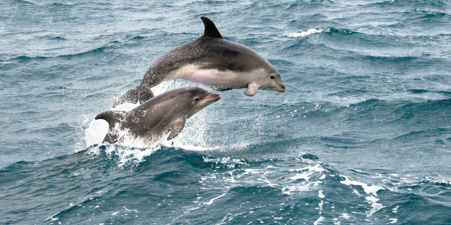 Des dauphins sautant hors de l’eau, connus pour être adeptes de baby talk.