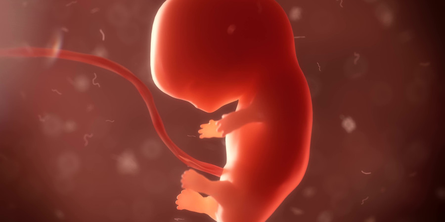 Une reconstitution en 3D d’un simili-embryon humain