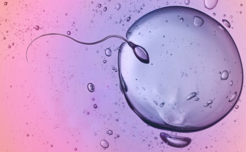 L’image de la fécondation entre un spermatozoïde et un ovocyte II, illustrant la baisse de la fertilité.