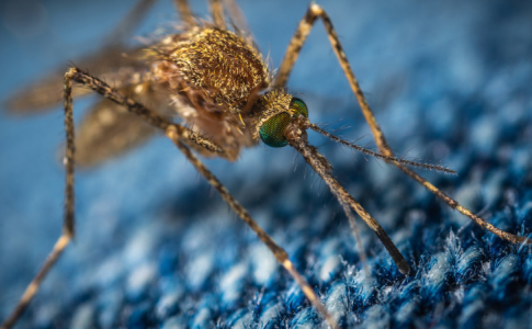 Les piqûres de moustiques créent des démangeaisons et exposent à des maladies comme la malaria.