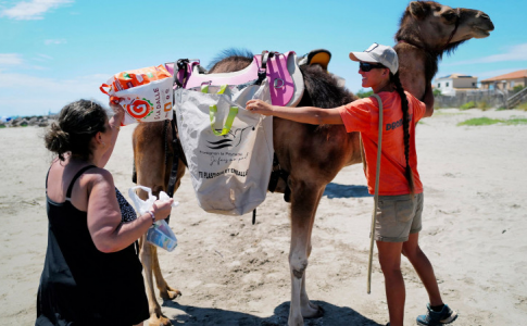 Un dromadaire portant des sacs dédiés au ramassage de déchets à Hérault.