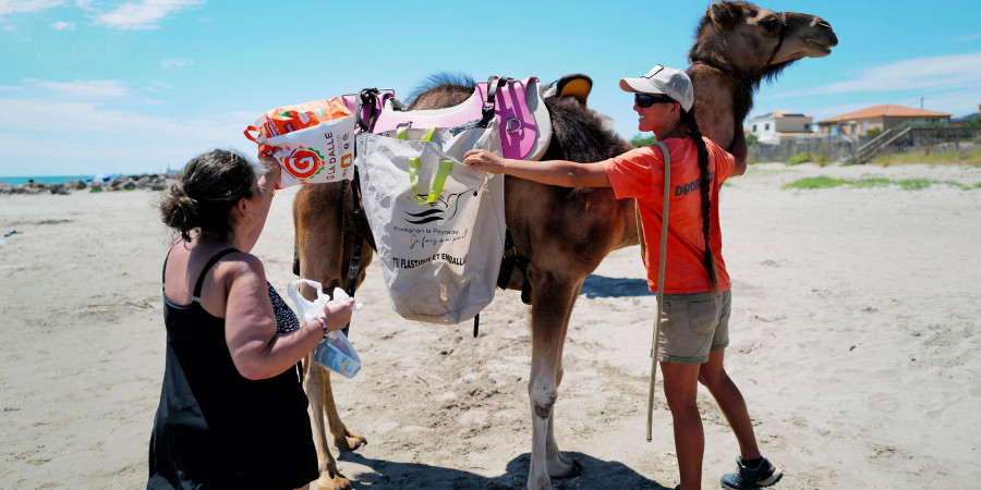 Un dromadaire portant des sacs dédiés au ramassage de déchets à Hérault.