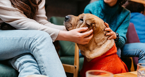 Chien dans un café en Chine, reposant près des clients dans un environnement convivial.