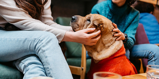 Chien dans un café en Chine, reposant près des clients dans un environnement convivial.