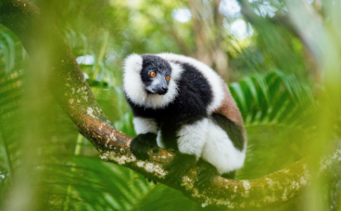 Maki de Madagascar.