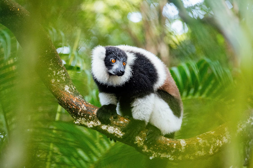 Maki de Madagascar.
