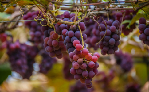 Une vigne cultivée.