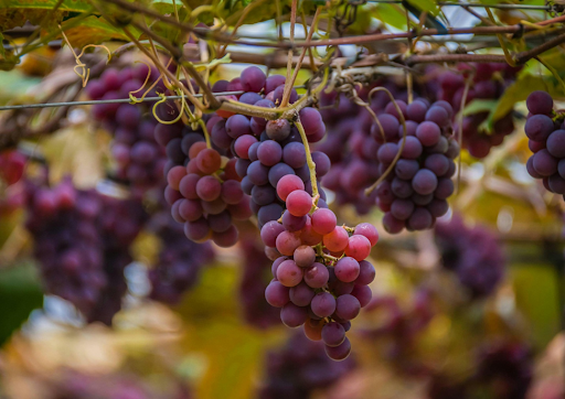 Une vigne cultivée.