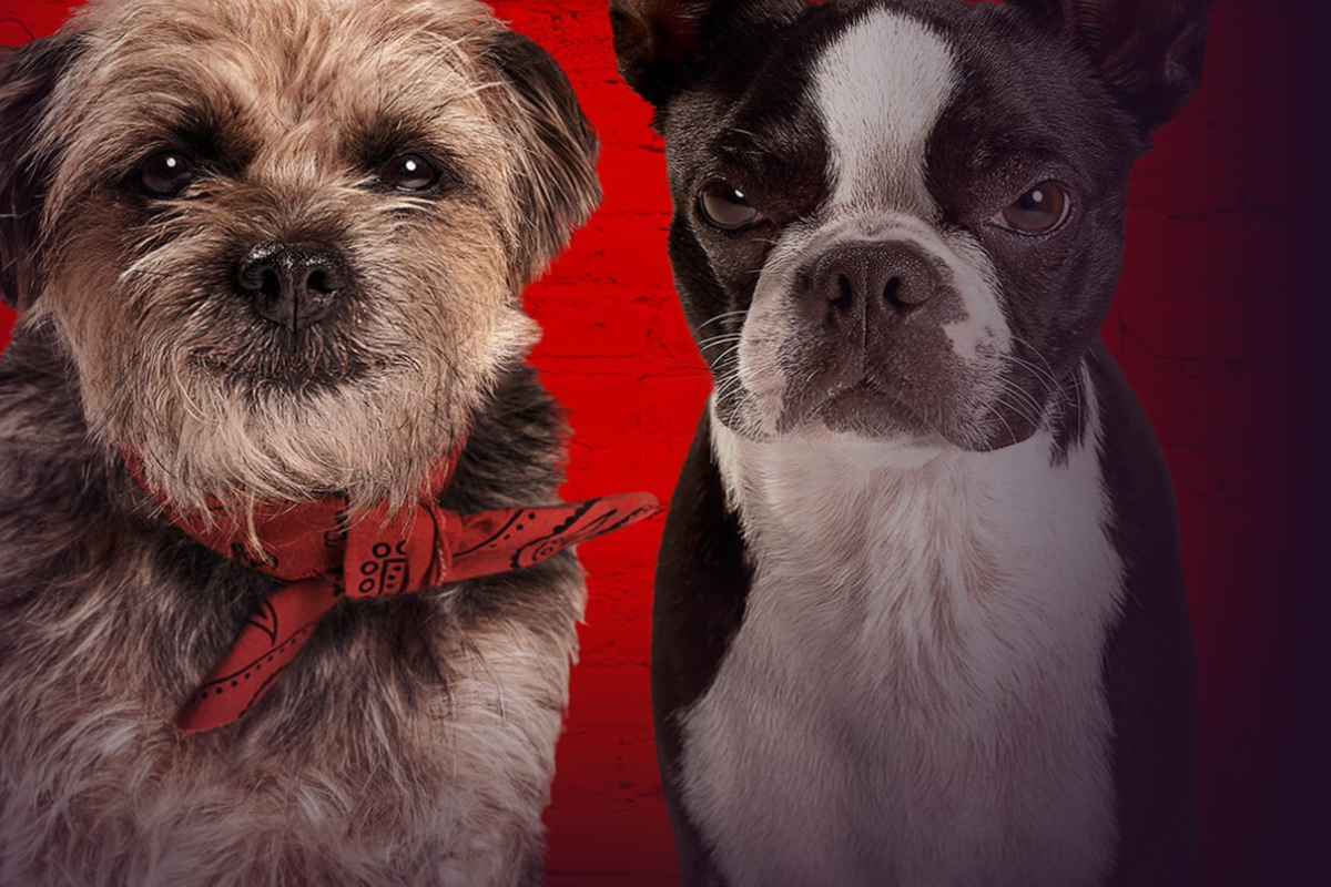 Les chiens protagonistes de Backstreet Dogs