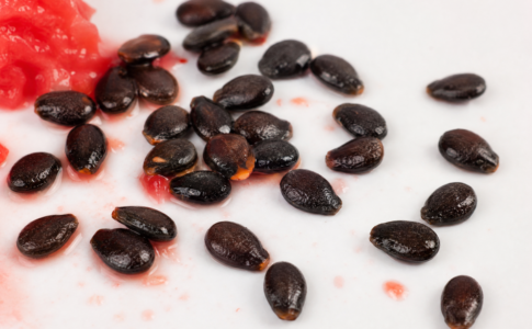 Pépins de pastèque frais et noirs sur fond blanc, avec des résidus de pastèque rouge.