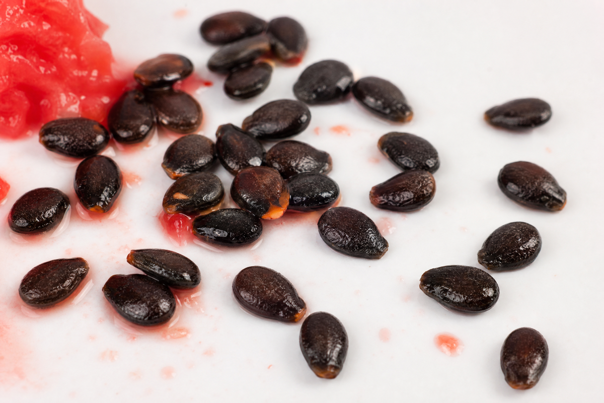 Pépins de pastèque frais et noirs sur fond blanc, avec des résidus de pastèque rouge.