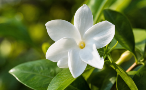 Des fleurs de jasmin blanches épanouies avec des feuilles vertes.