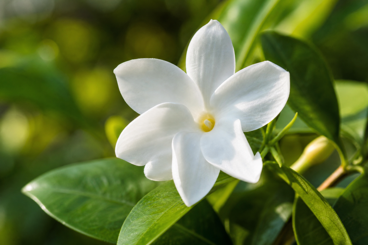 Des fleurs de jasmin blanches épanouies avec des feuilles vertes.