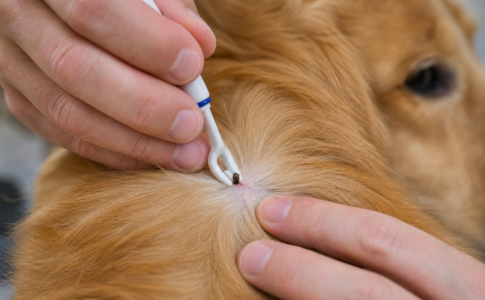 Une personne utilisant un tire-tique pour enlever une tique de la peau d'un chien.