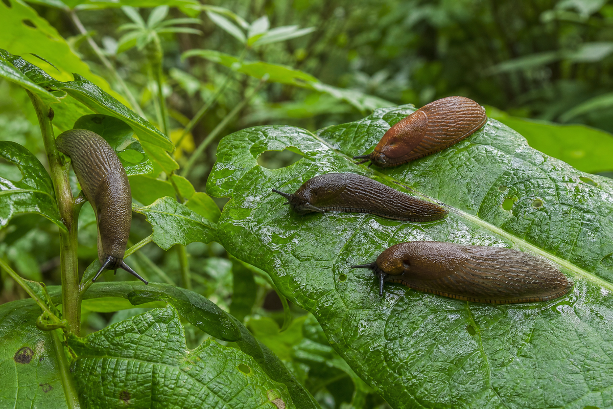 Plusieurs limaces brunes se déplaçant et grignotant de grandes feuilles vertes humides dans un jardin.